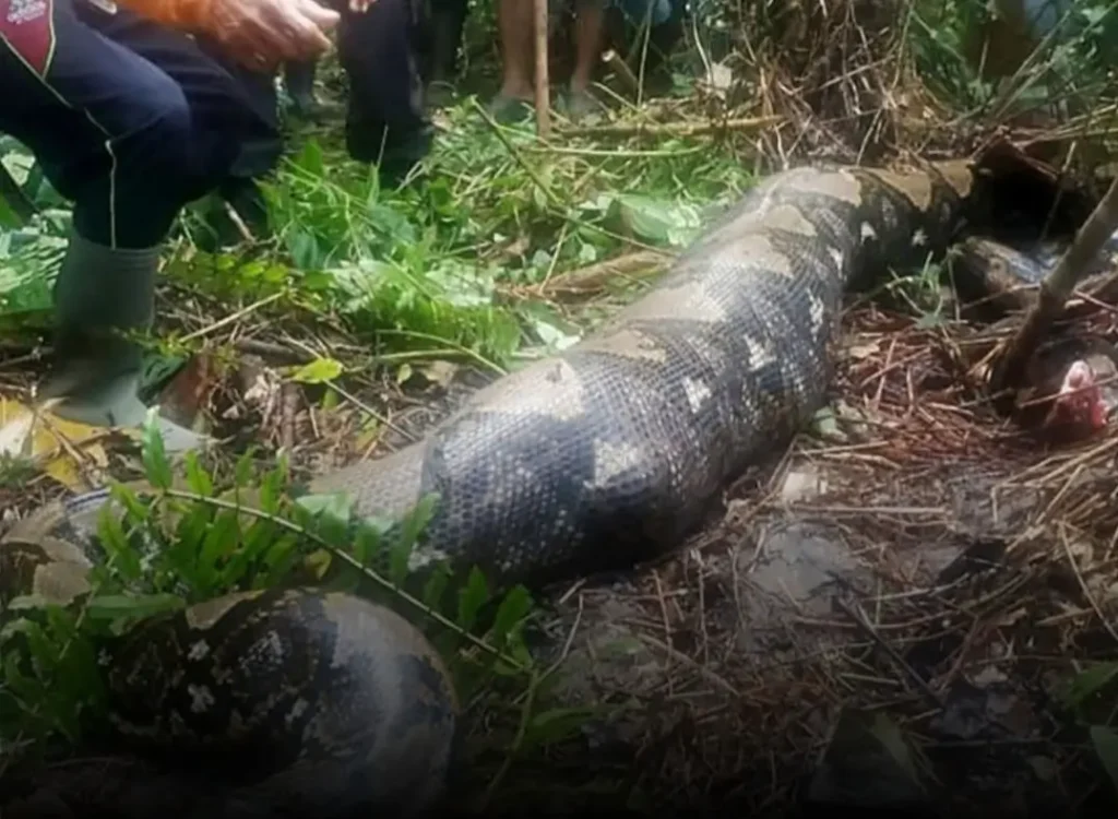 Petani Karet di Batanghari Tewas Diduga Dililit Piton, Warga Dikejutkan Ancaman Satwa Liar