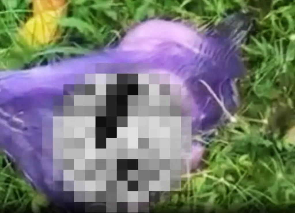 Tragis! Bayi Laki-laki Ditemukan Tewas Terbungkus Kresek di Bendungan Banyuwangi