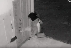 Residivis Pencuri Gudang Makam di Tuban Ditangkap, Sudah Enam Kali Beraksi