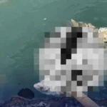 Temuan Mencurigakan di Sungai Depan Masjid Baiturrohman Wonoayu, Warga Sempat Geger