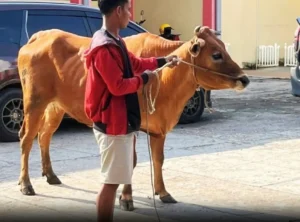 Pencurian Sapi Marak Jelang Idul Adha, Warga Bangkalan Resah