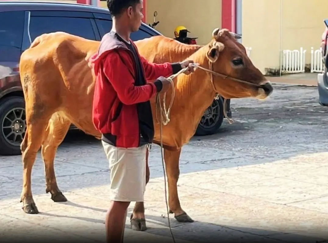 Pencurian Sapi Marak Jelang Idul Adha, Warga Bangkalan Resah