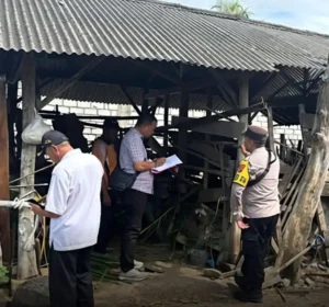 Jelang Idul Adha, Tuban Digegerkan Aksi Maling Sapi Terorganisir: 6 Ekor Raib dalam Semalam, Kerugian Puluhan Juta