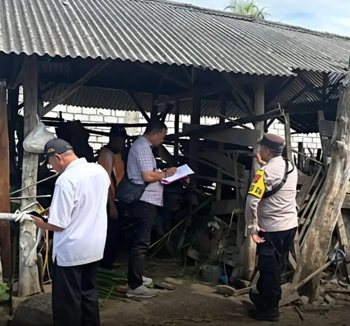 Jelang Idul Adha, Tuban Digegerkan Aksi Maling Sapi Terorganisir: 6 Ekor Raib dalam Semalam, Kerugian Puluhan Juta