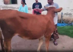 Ayah dan Anak di Lumajang Ditangkap Usai Diduga Rampas Sapi Milik Tetangga Sendiri