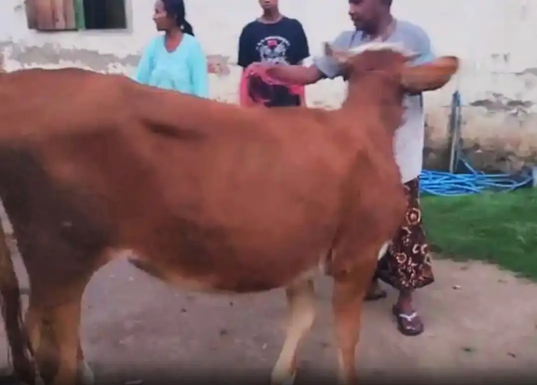 Ayah dan Anak di Lumajang Ditangkap Usai Diduga Rampas Sapi Milik Tetangga Sendiri