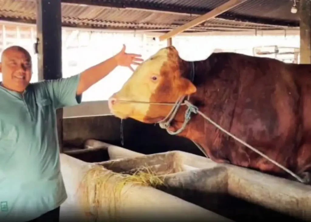 Sapi Jumbo 1,2 Ton Milik Peternak Lamongan Jadi Hewan Kurban Presiden Prabowo
