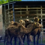 Peternak di Mojokerto Budidayakan Unta untuk Alternatif Hewan Kurban
