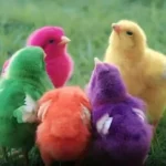Praktik Jual Anak Ayam Warna-Warni Disorot, Ahli Ingatkan Dampaknya terhadap Empati Anak
