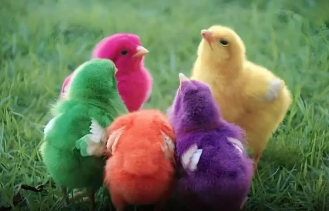 Praktik Jual Anak Ayam Warna-Warni Disorot, Ahli Ingatkan Dampaknya terhadap Empati Anak