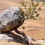 Filosofi Pohon dan Batu: Tentang Bertahan, Tumbuh, dan Menjadi Kuat dalam Tekanan