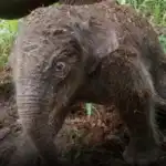 Kelahiran Anak Gajah Sumatera di Tesso Nilo Bawa Harapan Baru bagi Konservasi