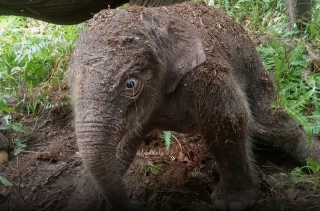 Kelahiran Anak Gajah Sumatera di Tesso Nilo Bawa Harapan Baru bagi Konservasi