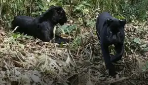 Macan Kumbang Jawa, Predator Langka yang Menjadi Penjaga Terakhir Hutan Pulau Jawa