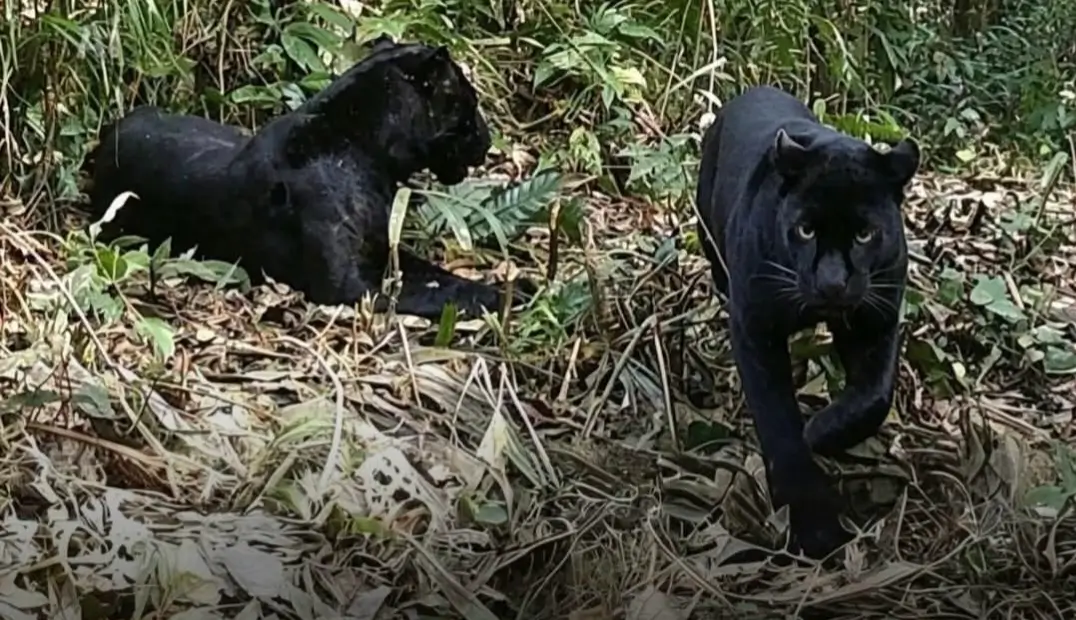 Macan Kumbang Jawa, Predator Langka yang Menjadi Penjaga Terakhir Hutan Pulau Jawa