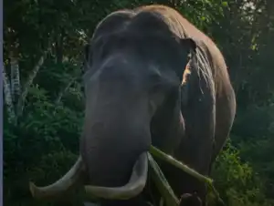 Gajah Jinak Indro Mati di Usia 45 Tahun, Kehilangan Besar bagi Konservasi Gajah Sumatra di Riau