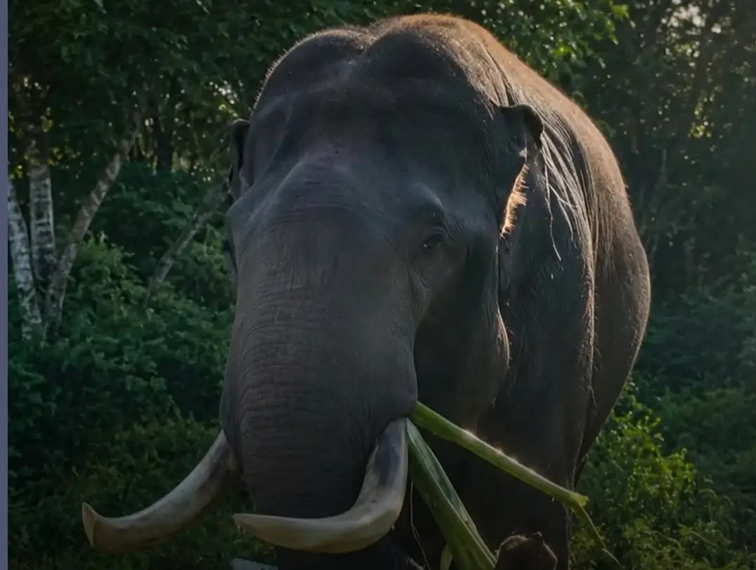 Gajah Jinak Indro Mati di Usia 45 Tahun, Kehilangan Besar bagi Konservasi Gajah Sumatra di Riau