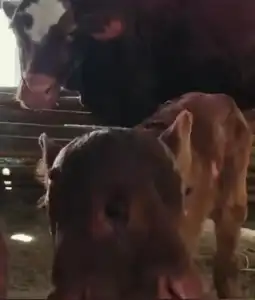 Anak Sapi Bermata Tiga dan Bermulut Dua Lahir di Magetan, Pemilik Anggap Anugerah