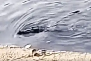 Kemunculan Buaya Muara di Kali Jagir Surabaya Viral,