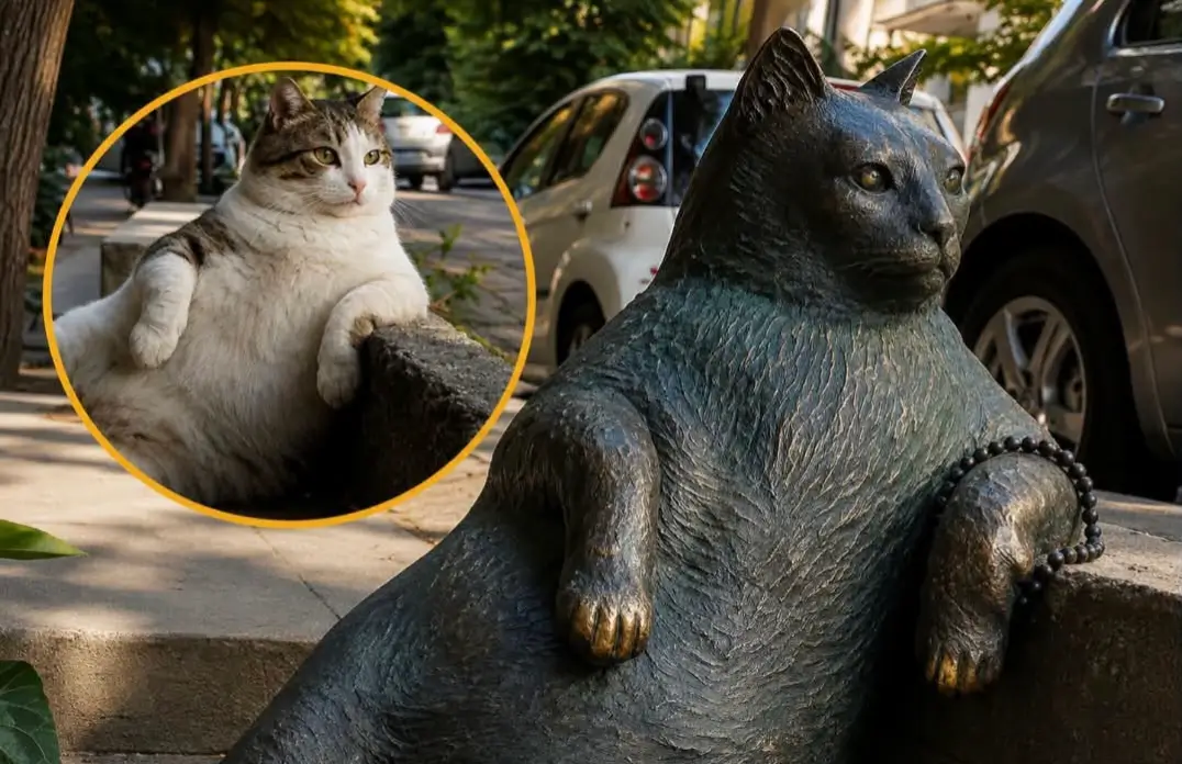 Kisah Tombili, Kucing Jalanan Istanbul yang Diabadikan dalam Patung karena Dicintai Warga