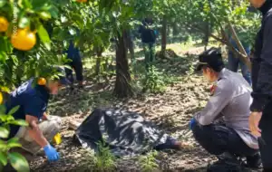 DIduga Kepergok Curi Jeruk, Pria Tewas Dikebun Banyuwangi