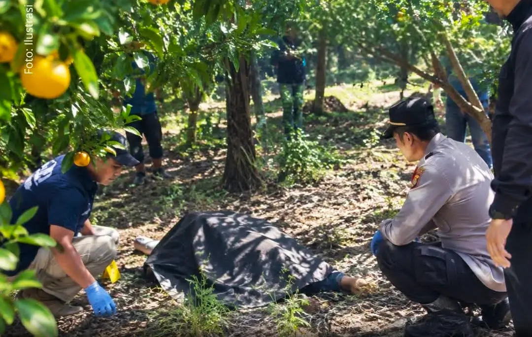 DIduga Kepergok Curi Jeruk, Pria Tewas Dikebun Banyuwangi