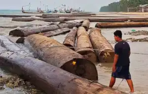 Ratusan Kayu Gelondongan Raksasa Hantam Perahu Nelayan Sumenep