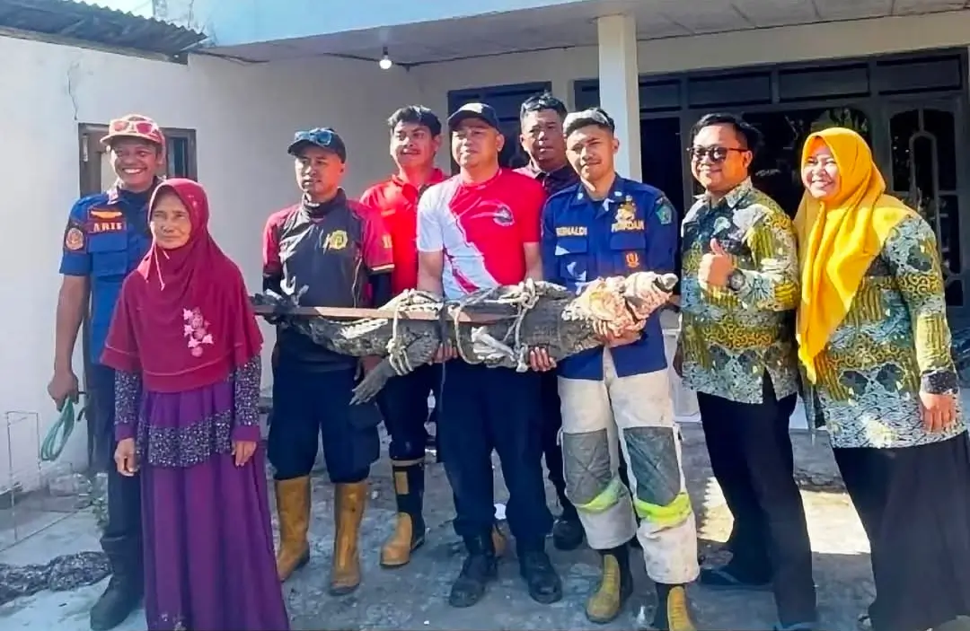 Warga Sambungrejo Resah, Buaya Masuk Rumah Warga hingga Dievakuasi Damkar