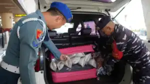 TNI AL Gagalkan Penyelundupan 48.800 Benih Lobster Senilai Rp6,1 Miliar di Bandara Juanda
