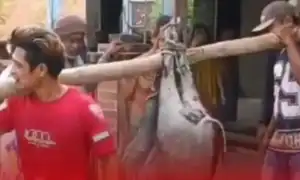 Celeng 90 Kg Terobos Masjid, Warga Gelar Pesta Daging